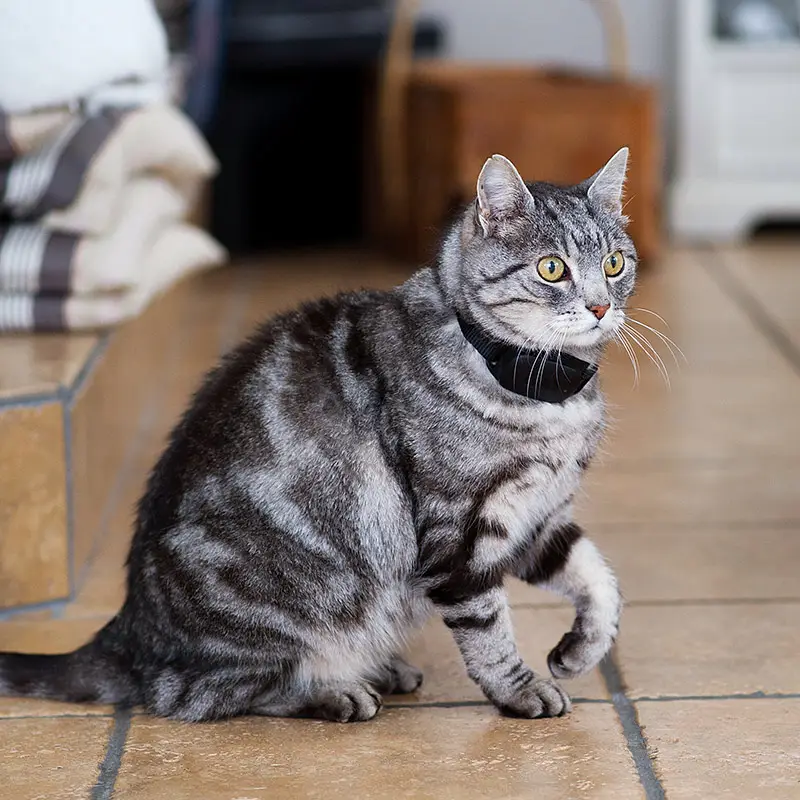 minifinder-atto-pro-katt-gps-1